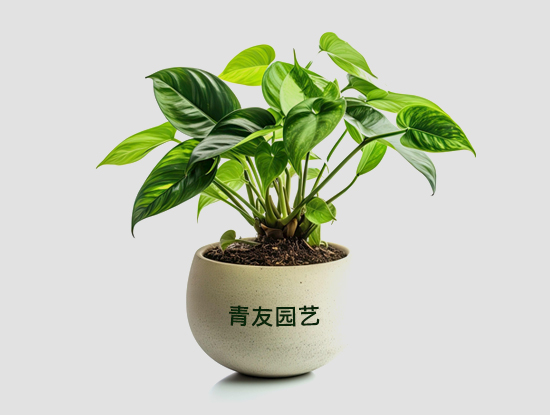 綠植租賃包含哪些費(fèi)用？綠植租賃有哪幾種收費(fèi)方式?