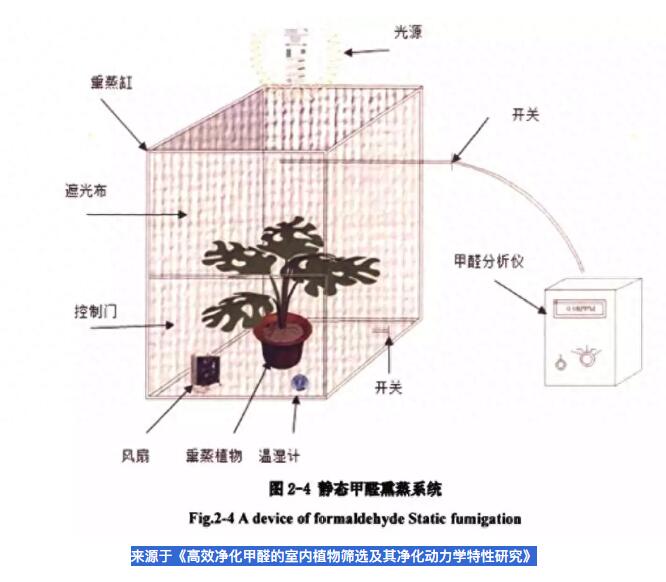 公司用綠蘿除甲醛，到底靠不靠譜？