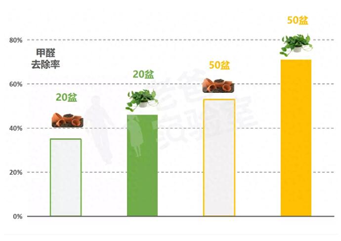 公司用綠蘿除甲醛，到底靠不靠譜？